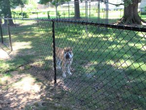 PVC and Polymer Coated Chain Link Fence